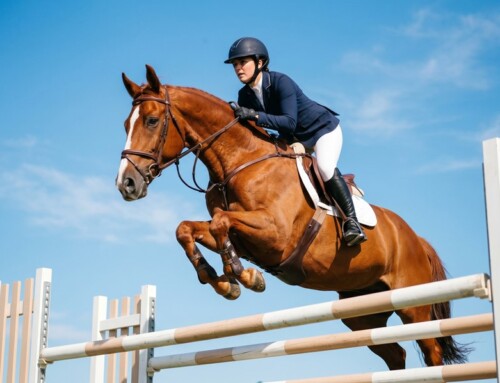Nultarief bij export paard naar VS